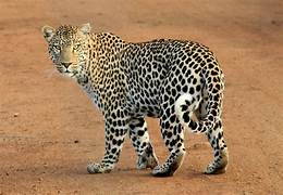 Leopard
