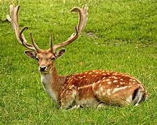 Spotted Deer