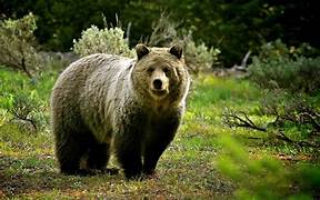 Brown Bear